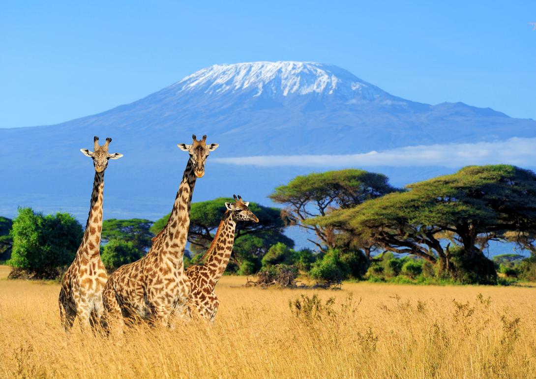 Safari in Kenya(source:www.flikr.com)
