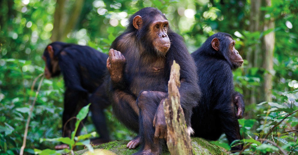 Safari in Uganda(www.gorrillasafari-tour.com)